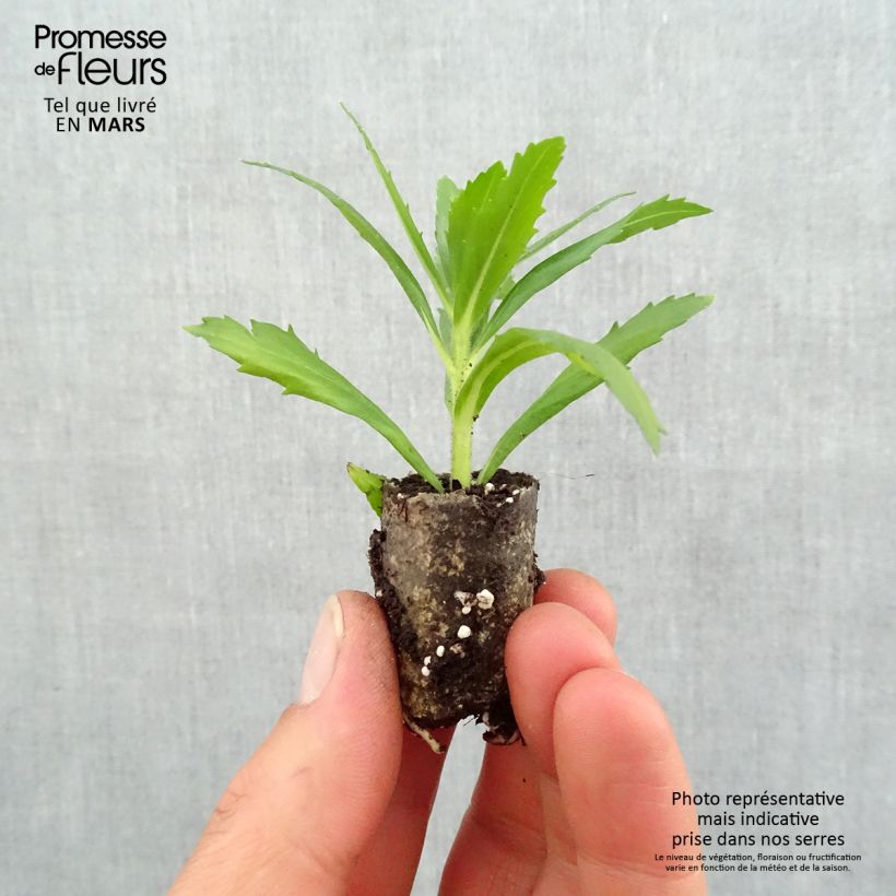 Example of Angelonia angustifolia Angelface Wedgewood Blue Mini zolla Ø 1,5/2,5 cm as you get in printemps