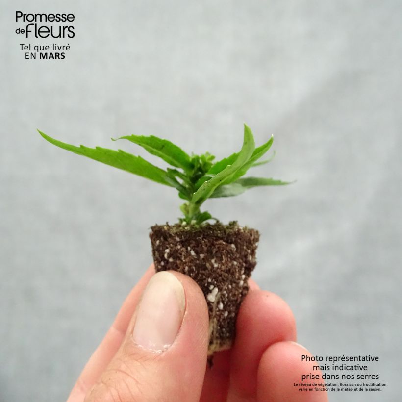 Example of Angelonia angustifolia Archangel Cherry Red Mini zolla Ø 1,5/2,5 cm as you get in printemps