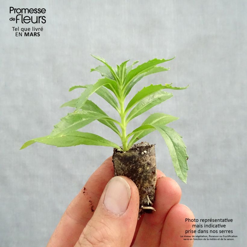 Example of Angelonia angustifolia Archangel Dark Purple Mini zolla Ø 1,5/2,5 cm as you get in printemps