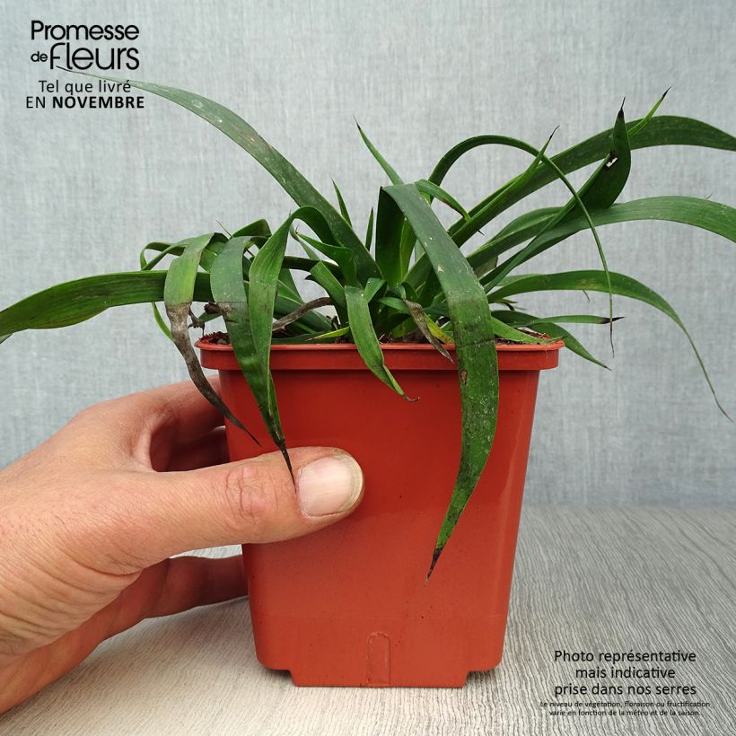 Esemplare di Anigozanthos flavidus Bush Inferno - Zampe di canguro Vaso da 1L/1,5L come consegnato in autunno