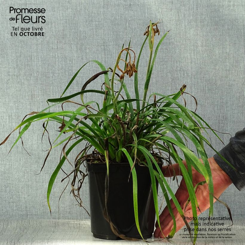 Esemplare di Anigozanthos flavidus Bush Inferno - Zampe di canguro Vaso da 3L/4L come consegnato in autunno