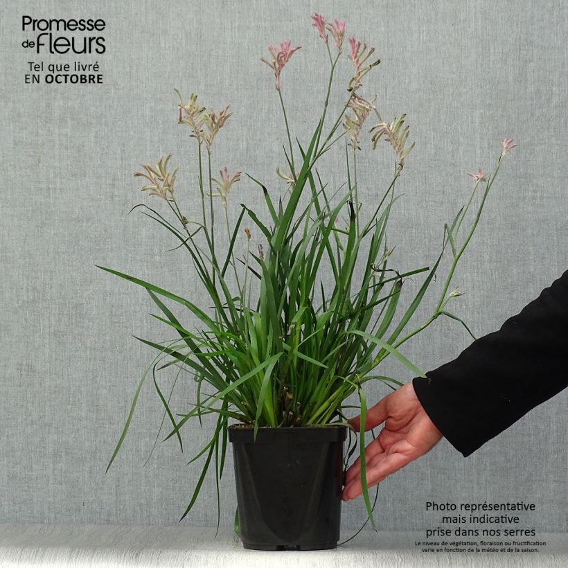 Esemplare di Anigozanthos flavidus Bush Pearl - Zampe di canguro Vaso da 2L/3L come consegnato in autunno