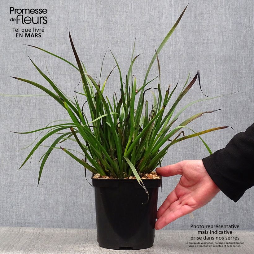 Anigozanthos flavidus Bush Pearl - Zampe di canguro Vaso da 2L/3L esemplare consegnato in primavera