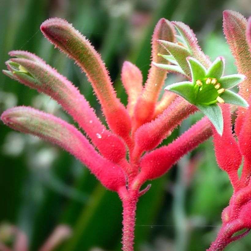 Anigozanthos flavidus - Zampe di canguro (Flowering)