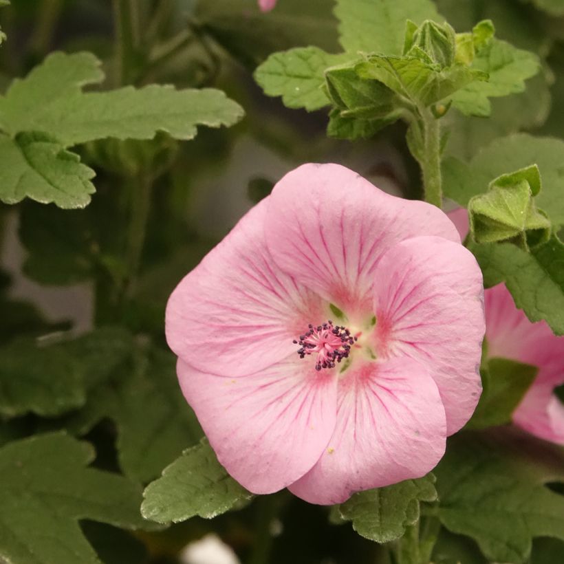 Anisodontea Cotton Candy Pink - Malva del Capo (Fioritura)