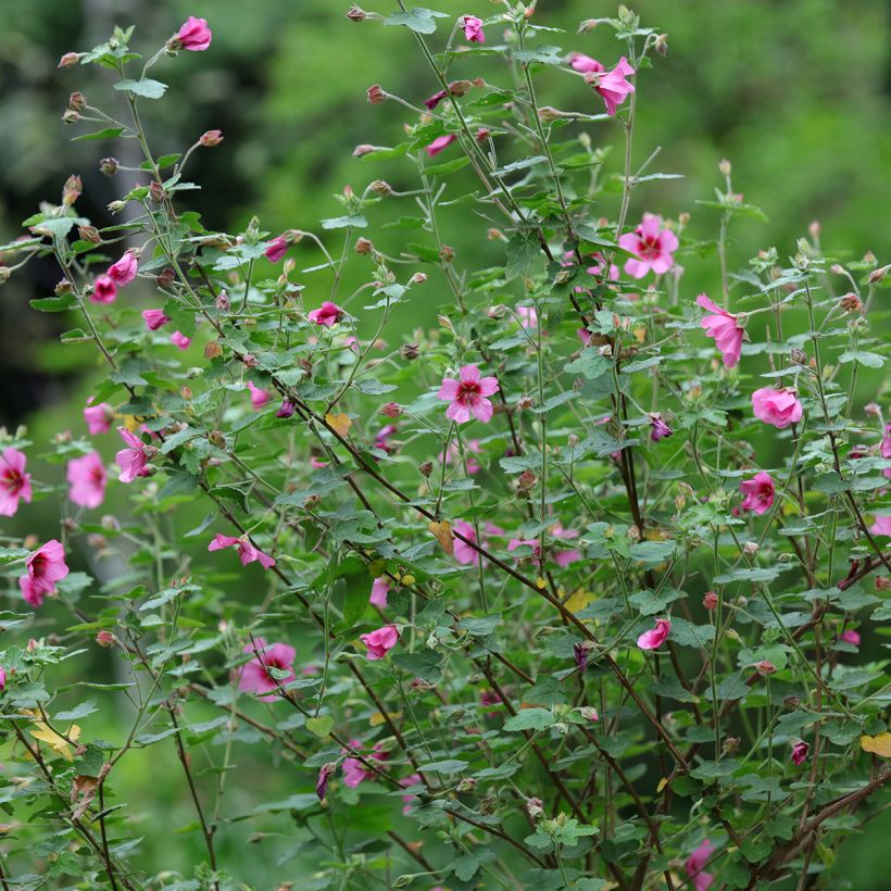Anisodontea capensis El Rayo - Malva del Capo (Porto)