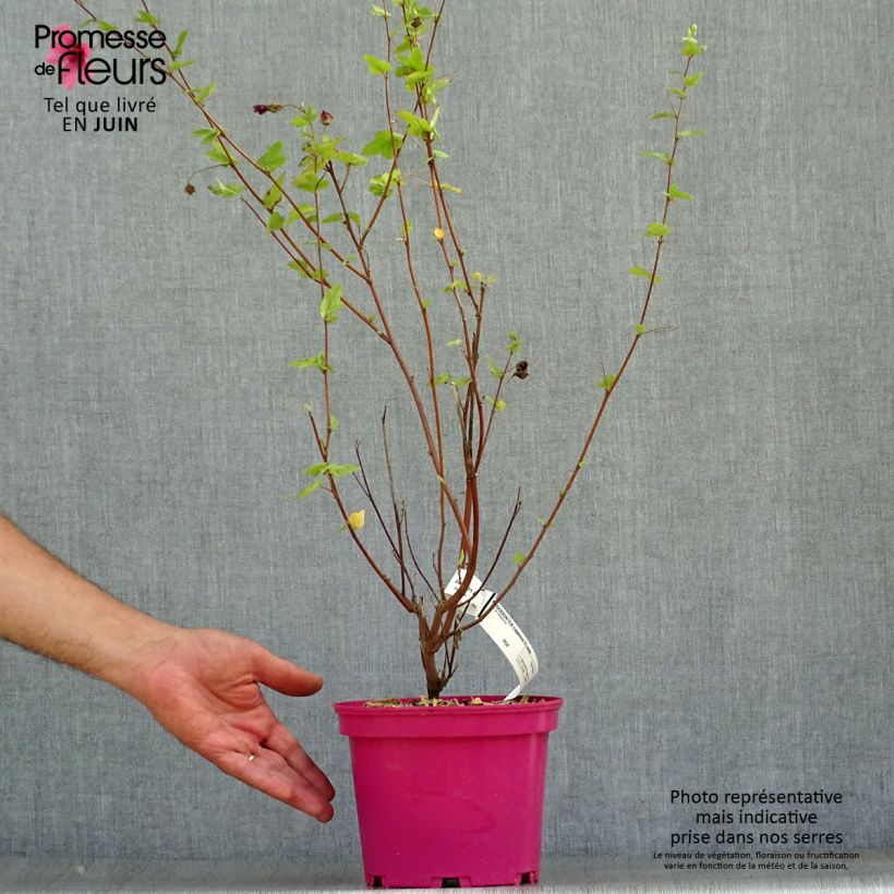 Esemplare di Anisodontea capensis El Rayo - Malva del Capo Vaso da 3L/4L consegnato in estate