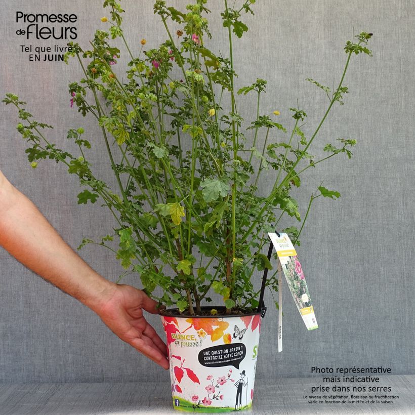 Anisodontea capensis El Rayo - Malva del Capo Vaso da 3L/4L esemplare consegnato in primavera