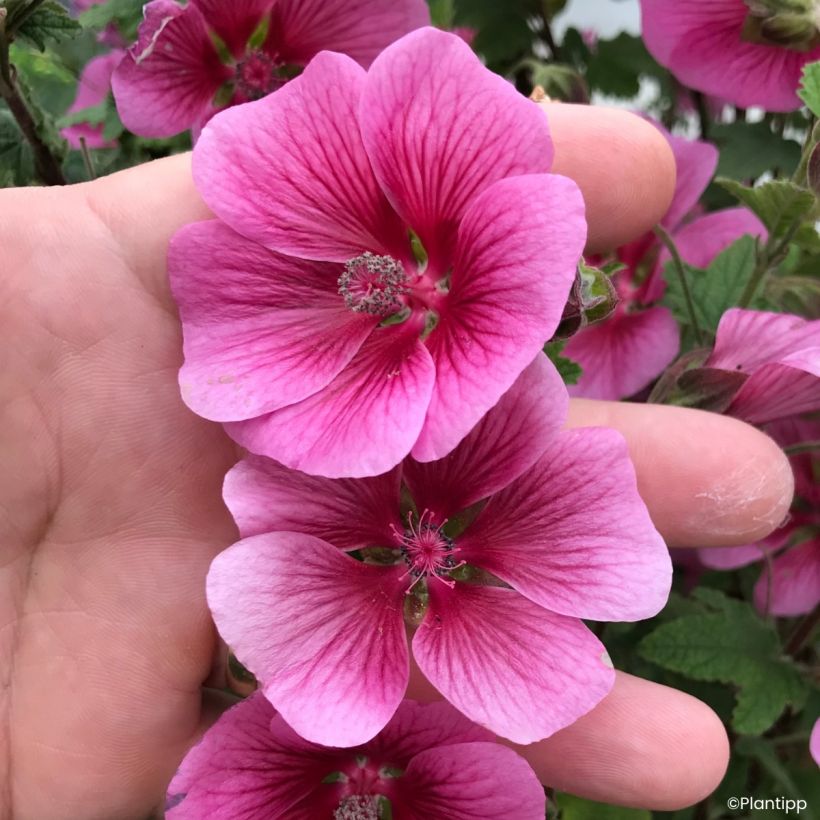 Anisodontea Carnival Lights Celebration - Malva del Capo (Fioritura)