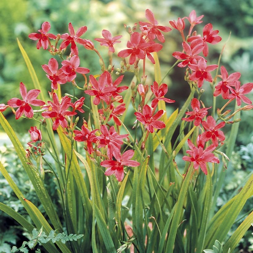 Anomatheca laxa (Porto)