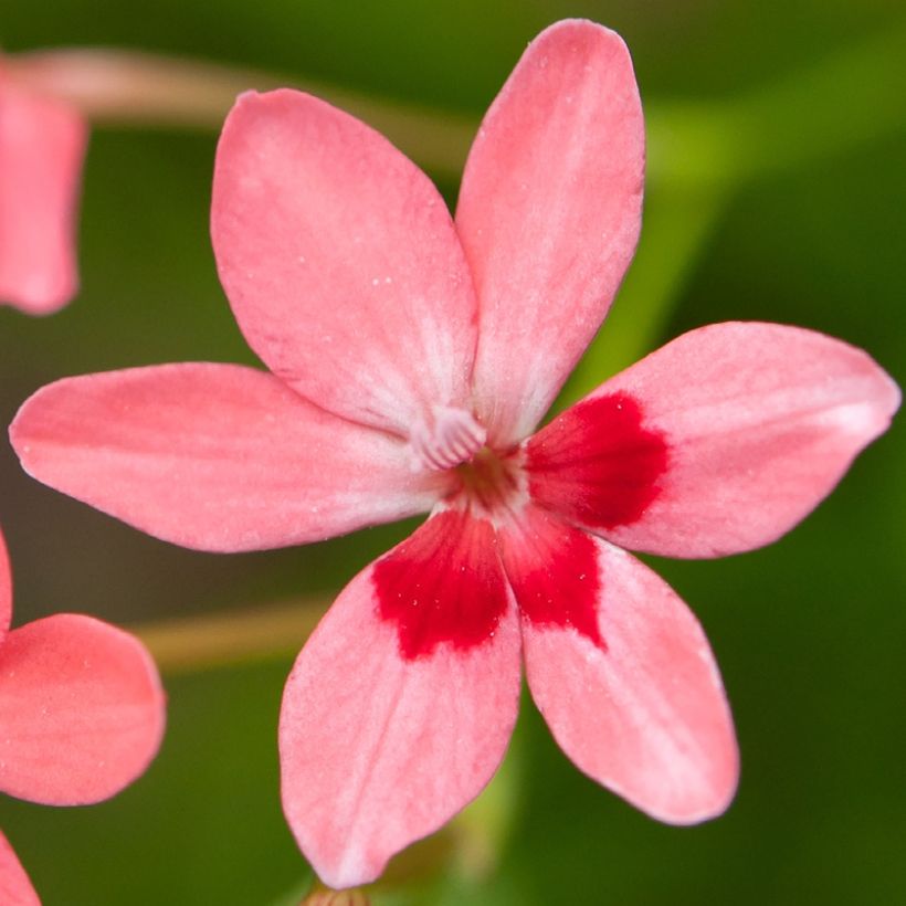 Anomatheca laxa (Fioritura)