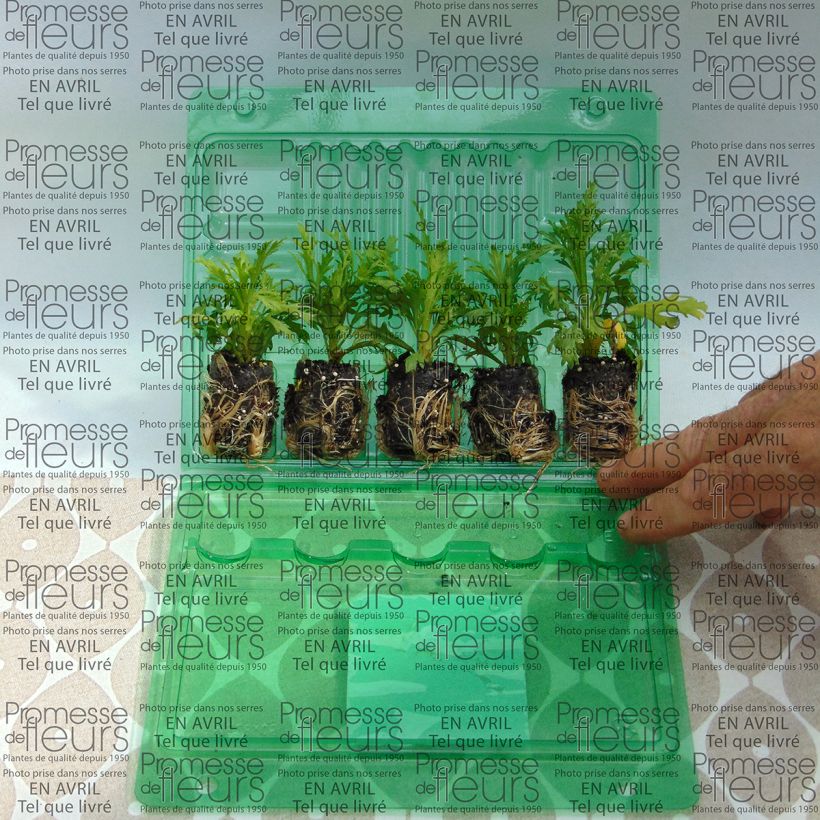 Example of Argyranthemum frutescens Butterfly Yellow mini zolla... as you get