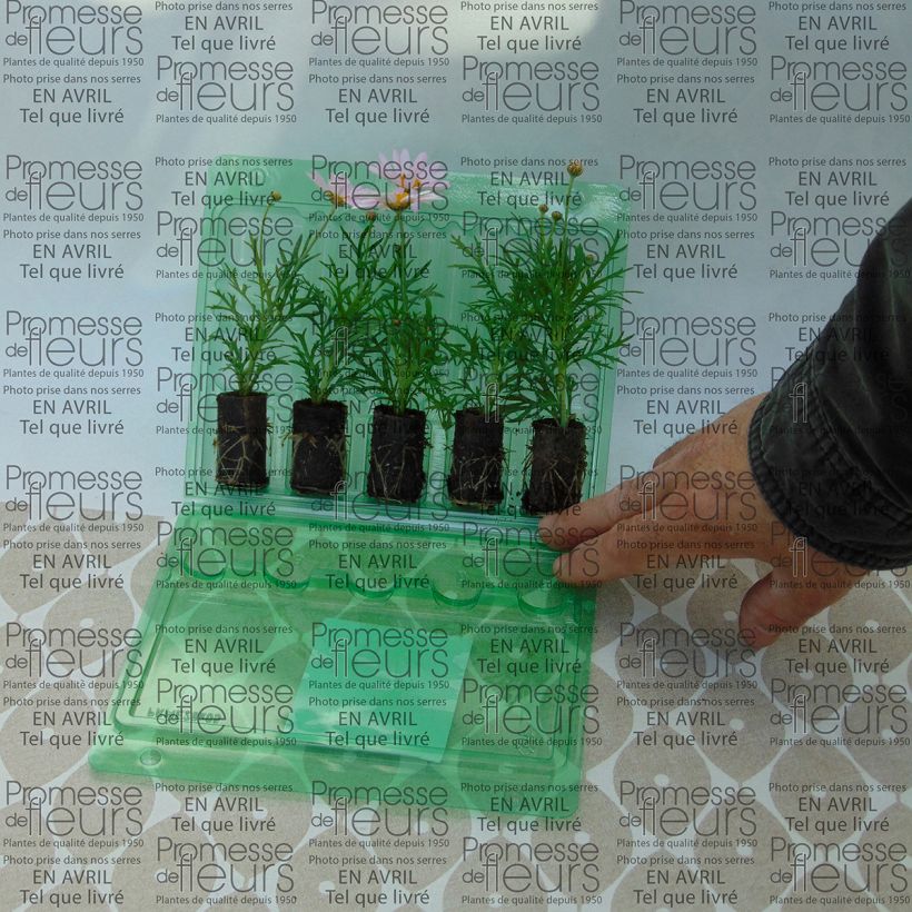 Example of Argyranthemum frutescens Daisy Crazy Summit Pink mini zolla... as you get