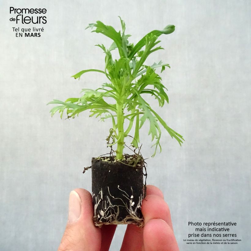 Argyranthemum frutescens Everest White mini zolla... esemplare consegnato in primavera