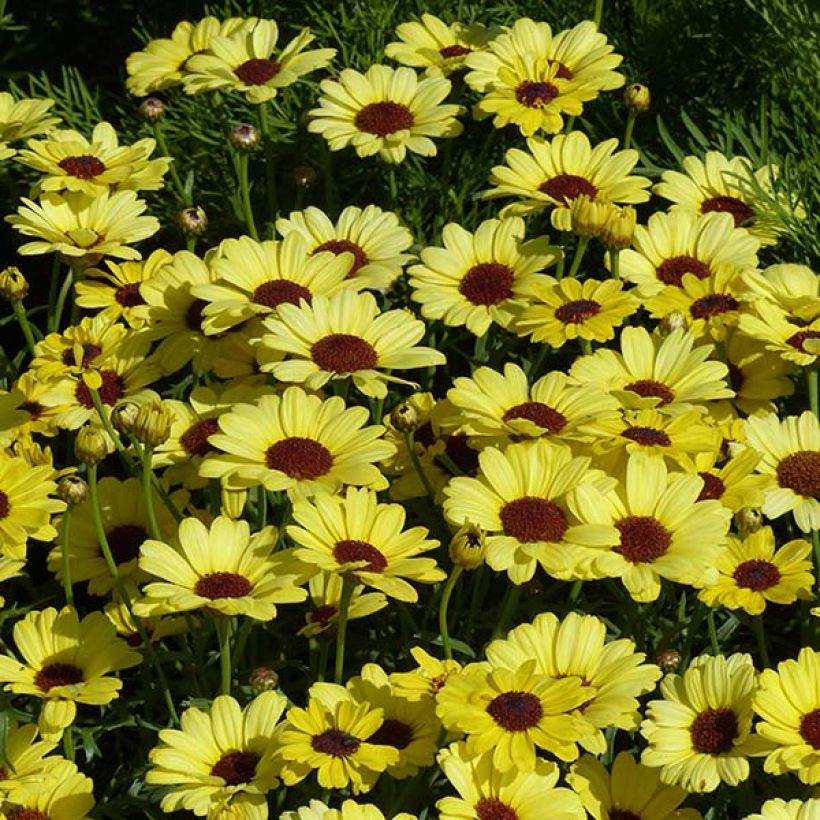 Argyranthemum Grandaisy Gold (Flowering)