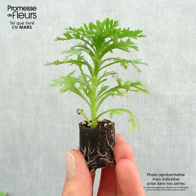 Example of Argyranthemum Grandaisy Gold mini zolla... as you get in printemps