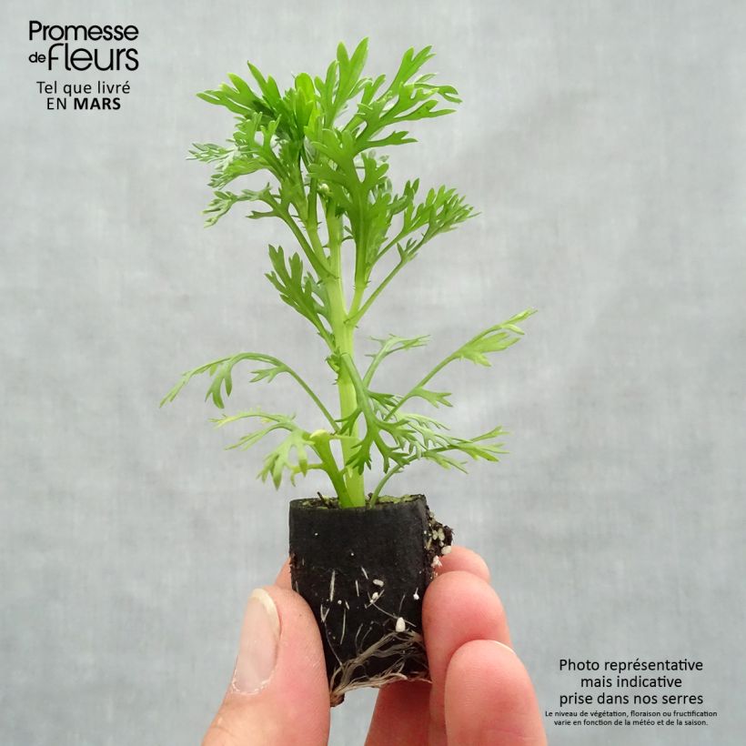 Argyranthemum Grandaisy Pink Tourmaline mini zolla... esemplare consegnato in primavera