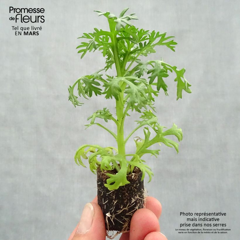 Example of Argyranthemum Grandaisy Ruby mini zolla... as you get in printemps