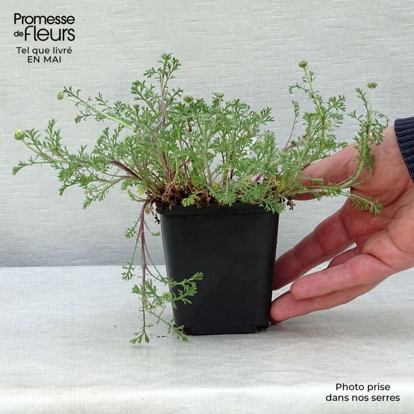 Anthemis carpatica Karpatenschnee Vasetto da 8/9 cm esemplare consegnato in primavera