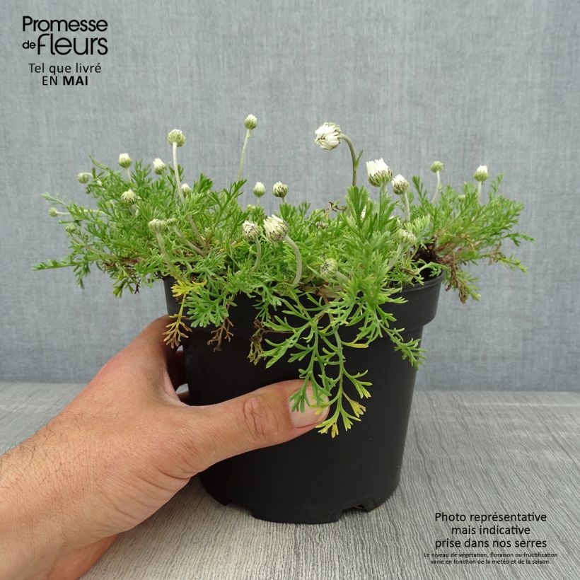 Anthemis carpatica Karpatenschnee Vaso da 2L/3L esemplare consegnato in primavera