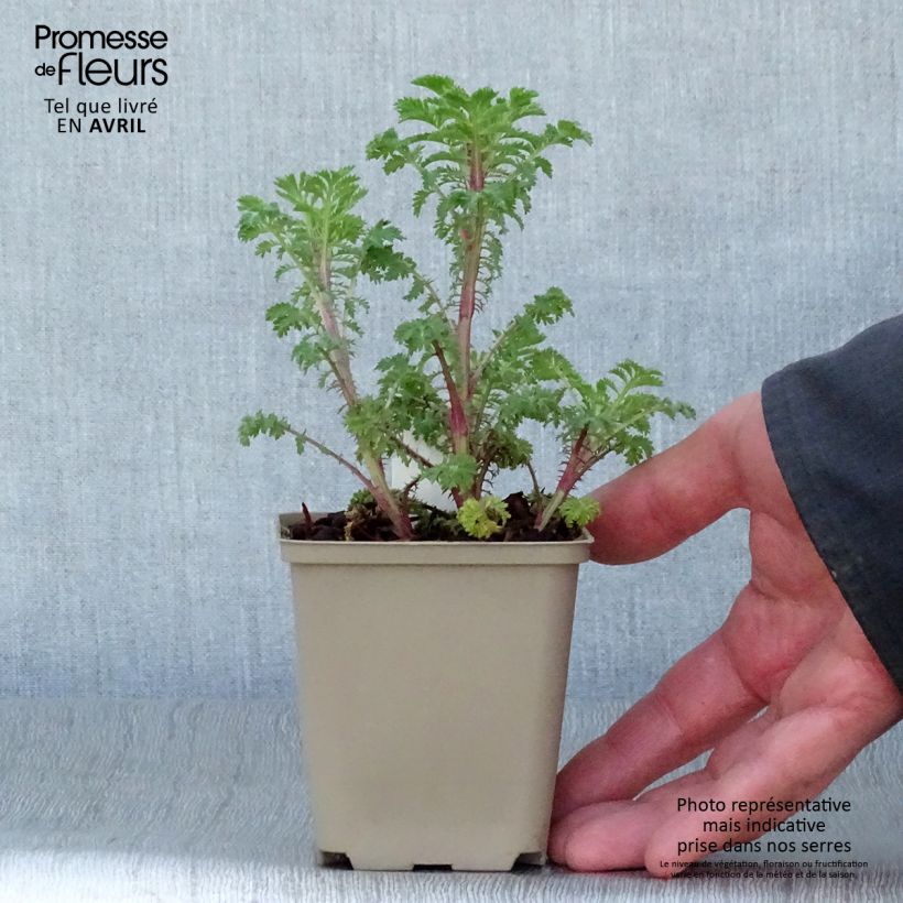 Example of Anthemis sancti-johannis Vasetto da 7/8 cm as you get in printemps