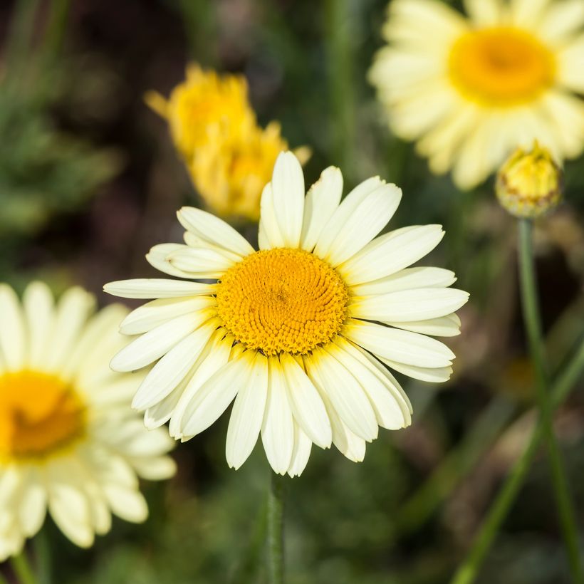 Anthemis tinctoria E.C. Buxton - Camomilla dei tintori (Flowering)