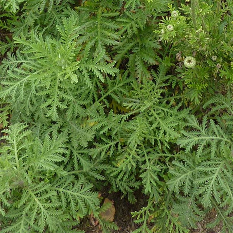 Anthemis tinctoria E.C. Buxton - Camomilla dei tintori (Foliage)
