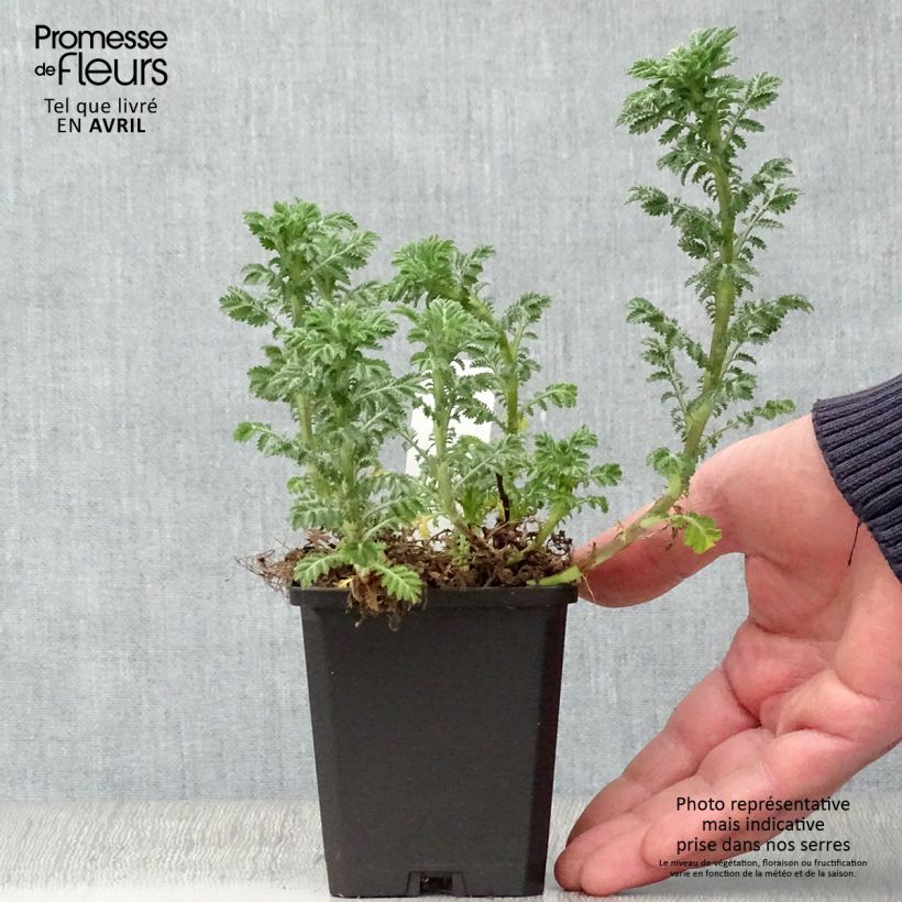 Example of Anthemis tinctoria E.C. Buxton - Camomilla dei tintori Vasetto da 8/9 cm as you get in printemps