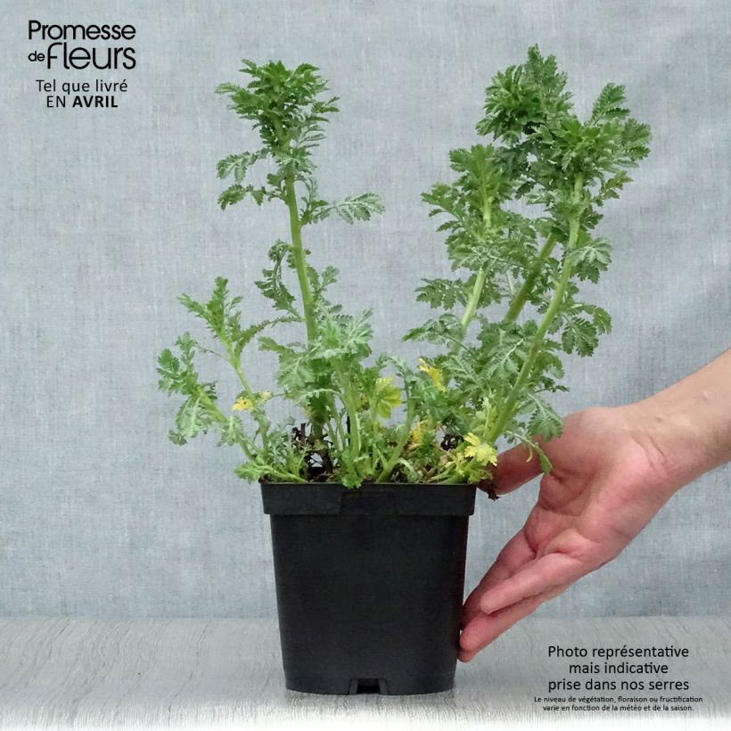 Example of Anthemis tinctoria E.C. Buxton - Camomilla dei tintori Vaso da 2L/3L as you get in printemps