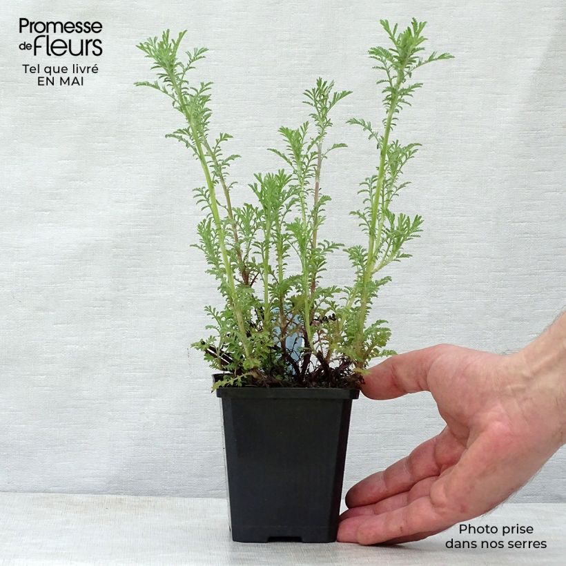 Example of Anthemis tinctoria Kelwayi - Camomilla dei tintori Vasetto da 8/9 cm as you get in printemps