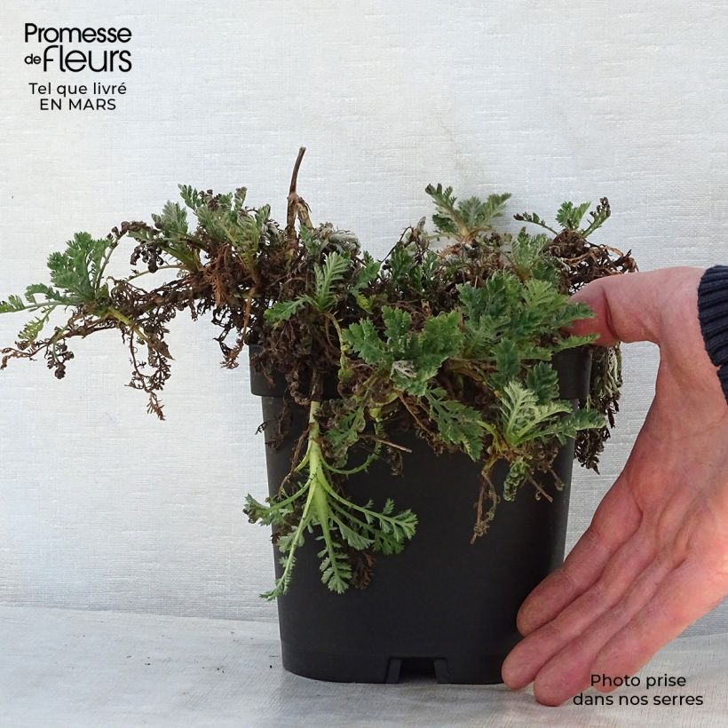 Example of Anthemis tinctoria Sauce Hollandaise - Camomilla dei tintori Vaso da 2L/3L as you get in printemps