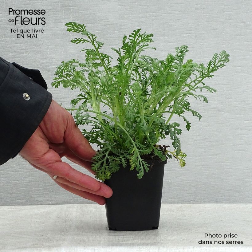 Example of Anthemis tinctoria Sauce Hollandaise - Camomilla dei tintori Vasetto da 8/9 cm as you get in printemps