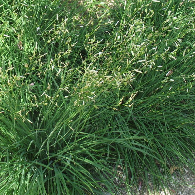 Anthericum ramosum - Lilioasfodelo minore (Foliage)