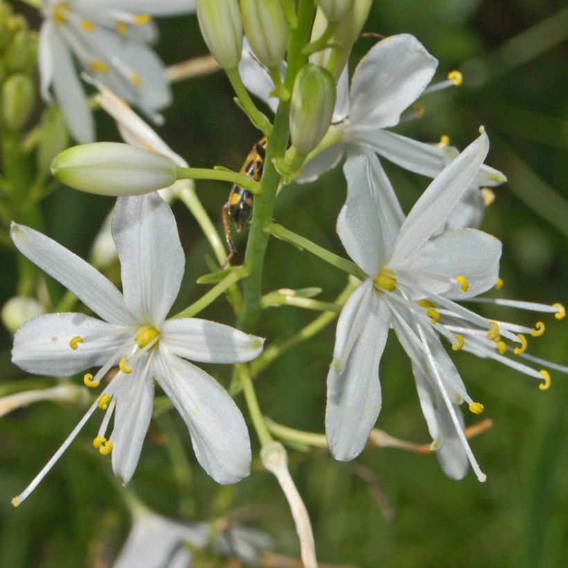Anthericum ramosum - Lilioasfodelo minore (Flowering)