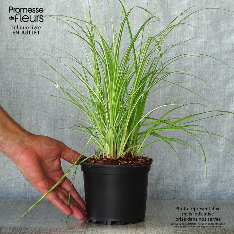 Esemplare di Anthericum saundersiae Starlight Vaso da 1,5L/2L consegnato in estate