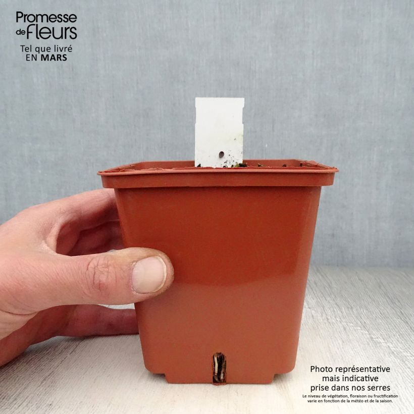 Example of Anthericum saundersiae Starlight Vasetto da 8/9 cm as you get in printemps