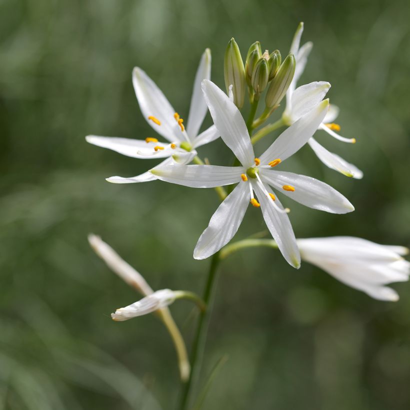 Anthericum liliago - Lilioasfodelo maggiore (Fioritura)