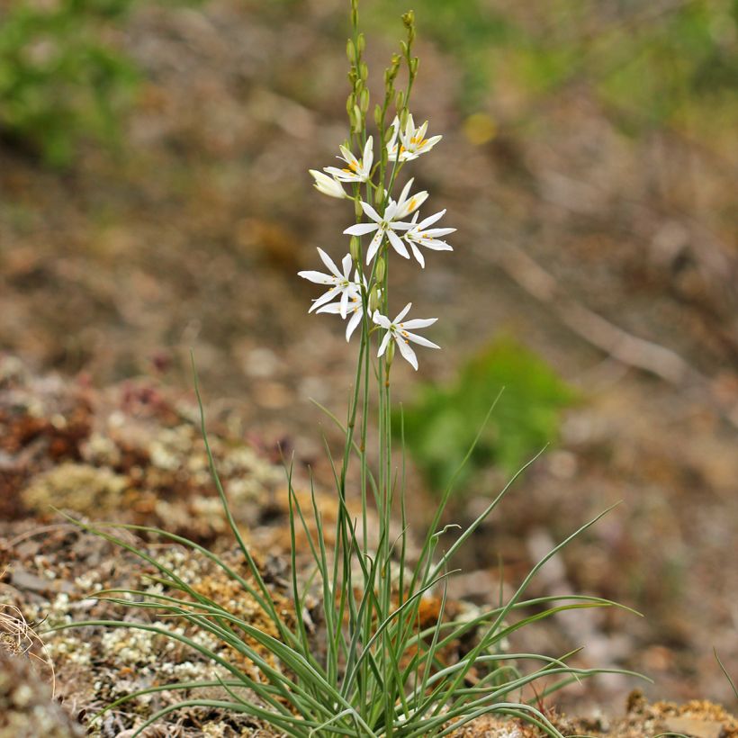 Anthericum liliago - Lilioasfodelo maggiore (Porto)