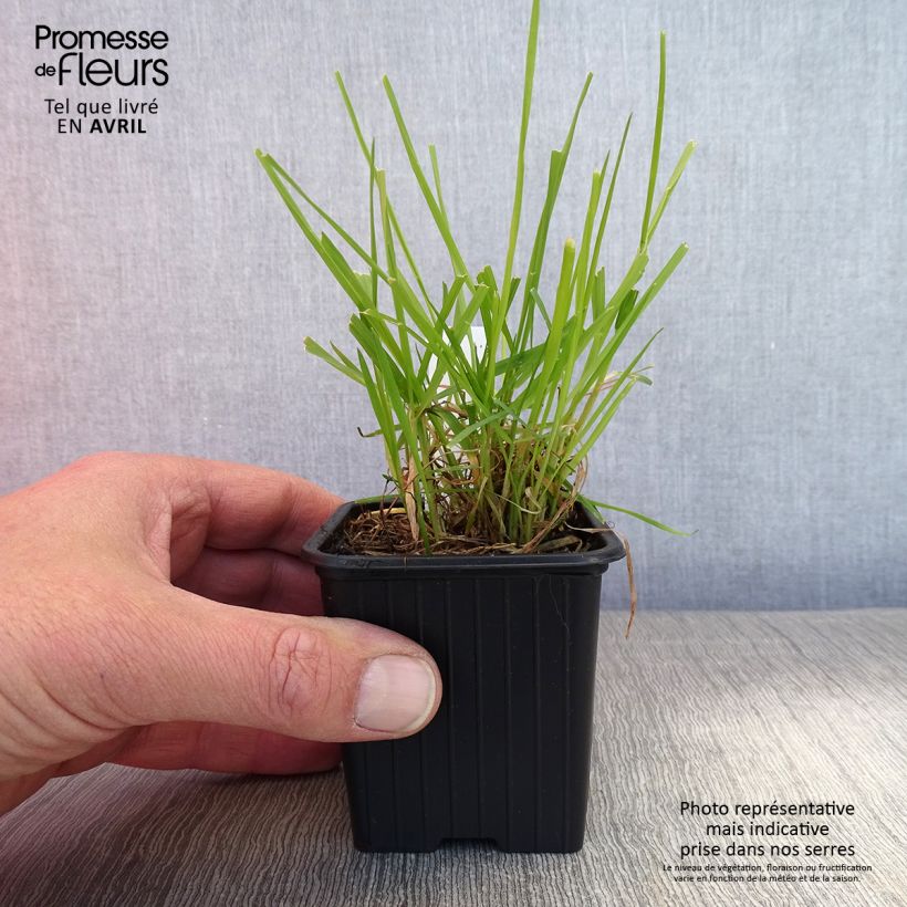 Example of Anthoxanthum odoratum - Paleo odoroso Vasetto da 8/9 cm as you get in printemps