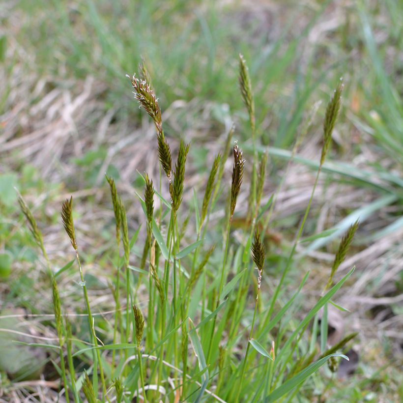Anthoxanthum odoratum - Paleo odoroso (Plant habit)