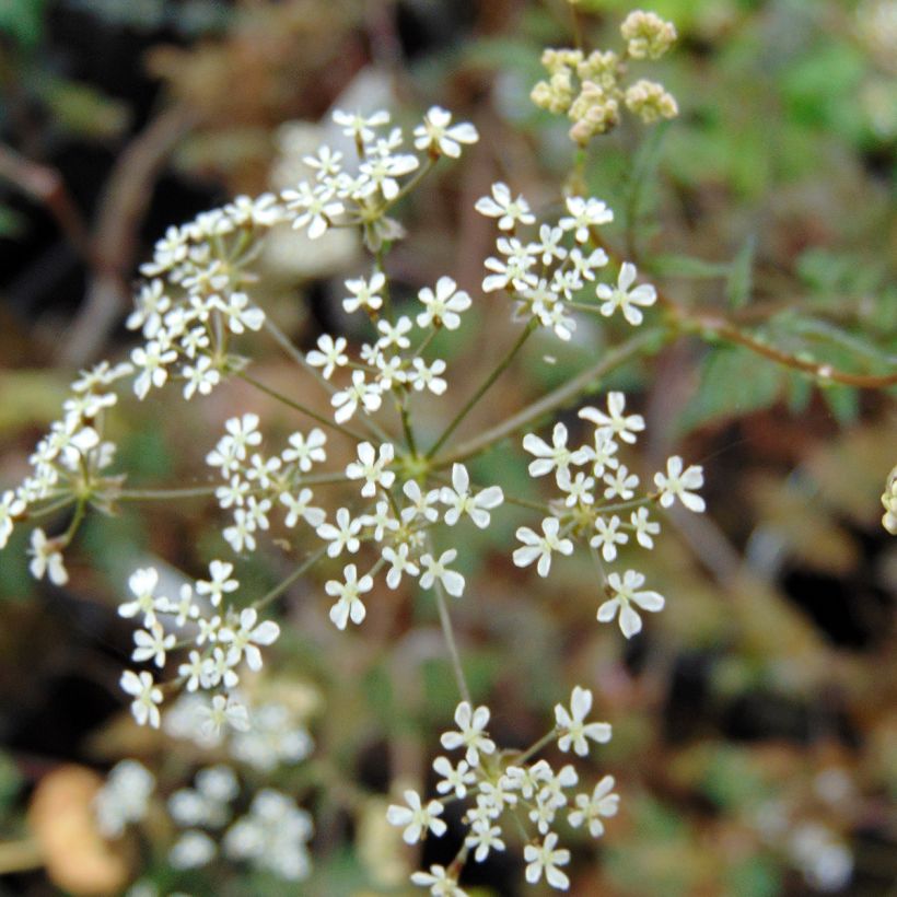 Anthriscus sylvestris Ravenswing - Cerfoglio selvatico (Flowering)