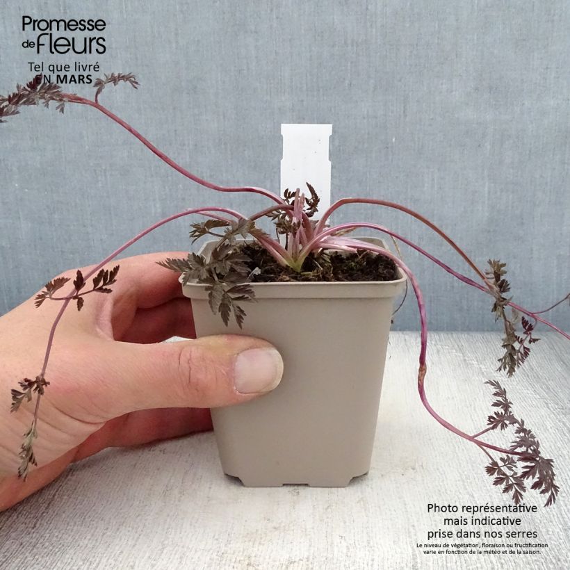 Example of Anthriscus sylvestris Ravenswing - Cerfoglio selvatico Vasetto da 8/9 cm as you get in printemps