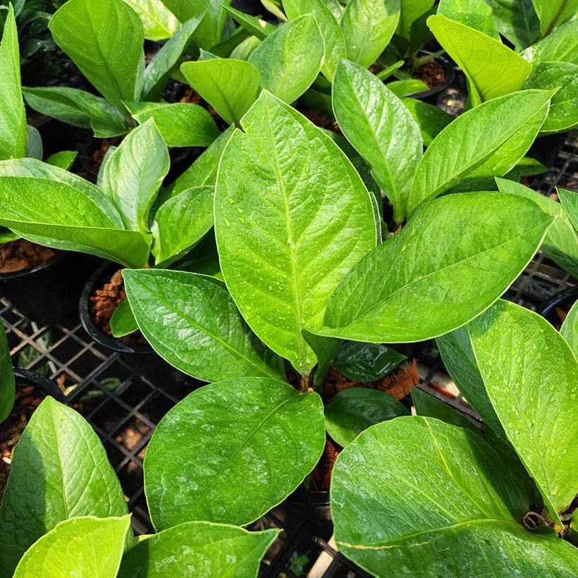 Anthurium jenmanii Green Jady (Fogliame)