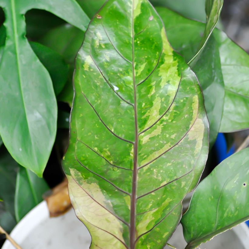 Anthurium Renaissance Variegata (Fogliame)