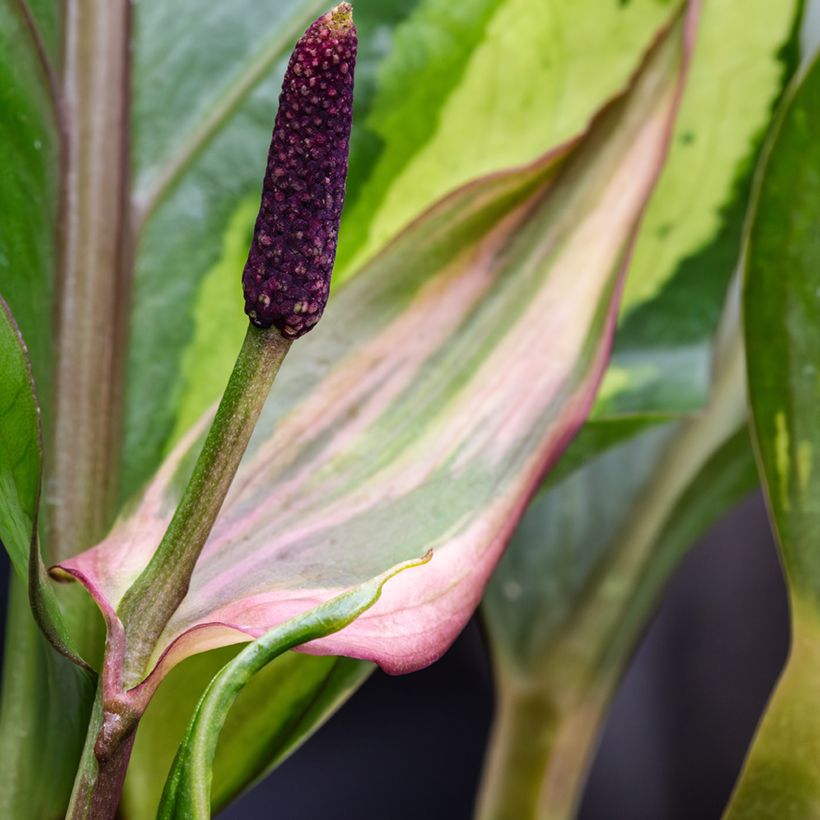 Anthurium Renaissance Variegata (Fioritura)
