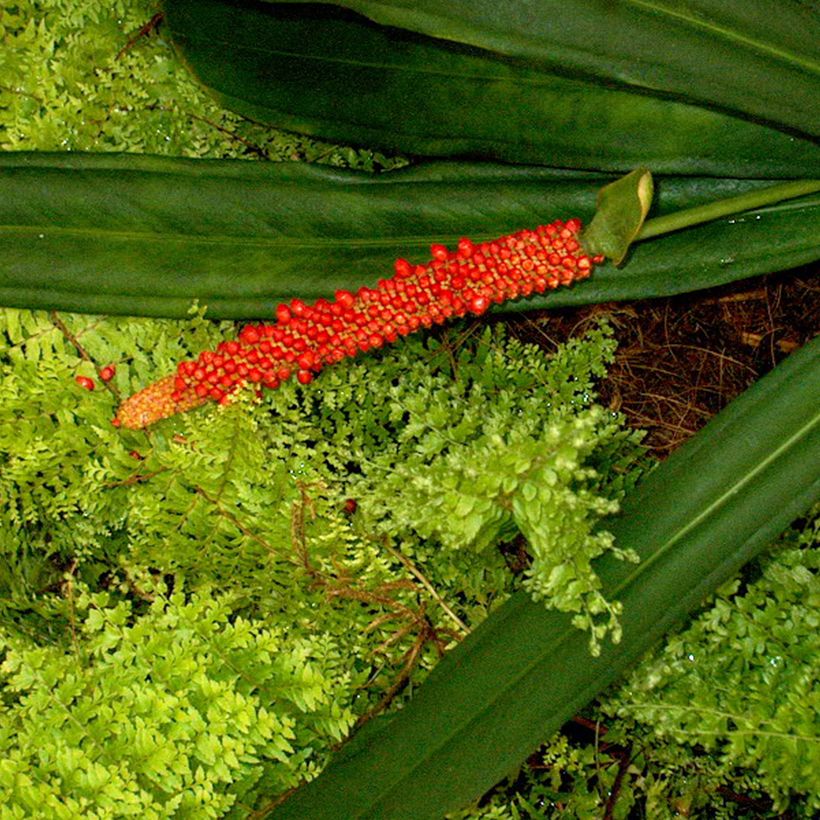 Anthurium bakeri (Fioritura)