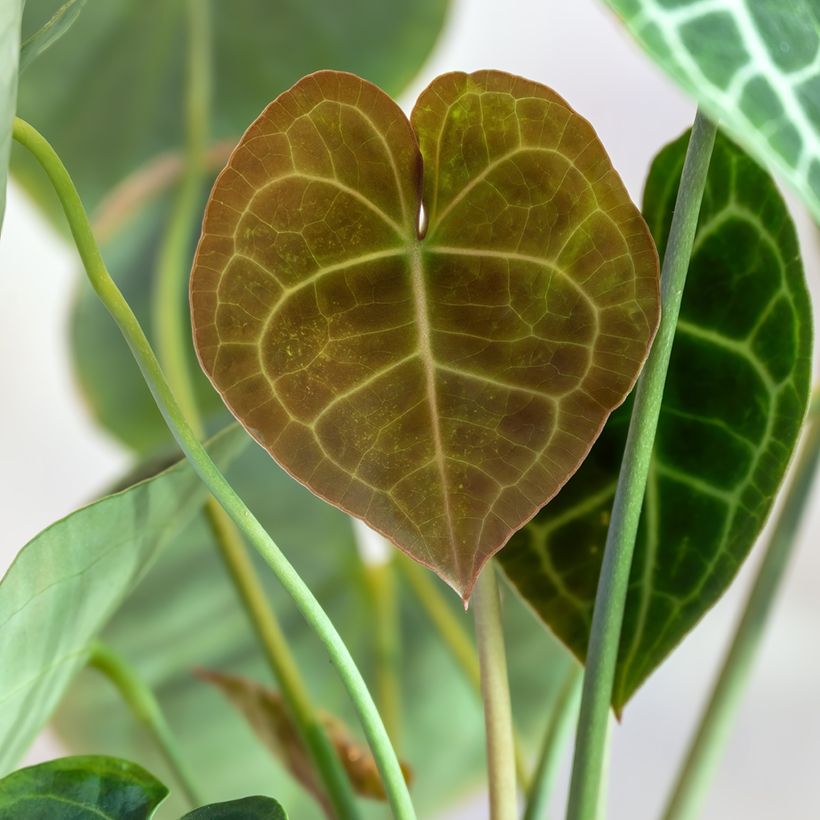Anthurium clarinervium (Fogliame)