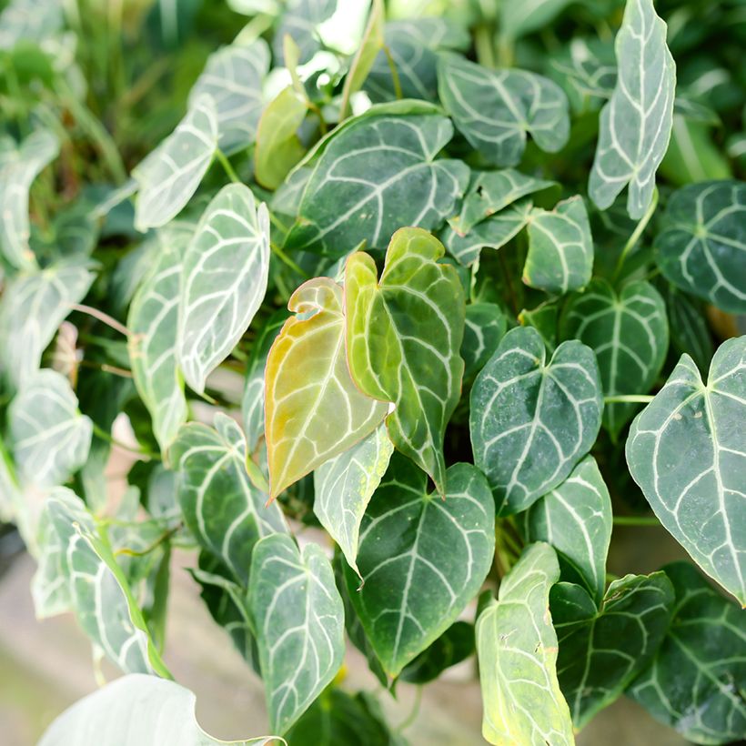Anthurium crystallinum (Fogliame)