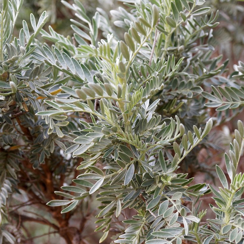 Anthyllis barba-jovis - Barba di Giove (Foliage)