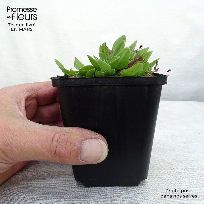 Anthyllis vulneraria - Vulneraria comune Vasetto da 8/9 cm esemplare consegnato in primavera